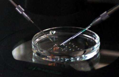 武汉借卵子多少钱一颗,武汉买卵子生子