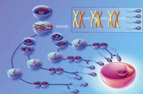 武汉代怀男宝,武汉供卵哪里可靠,武汉做供卵代孕婴儿生龙凤胎要多少钱？