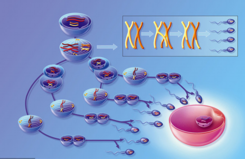 婴儿每个月长几斤正常？详细解释一下