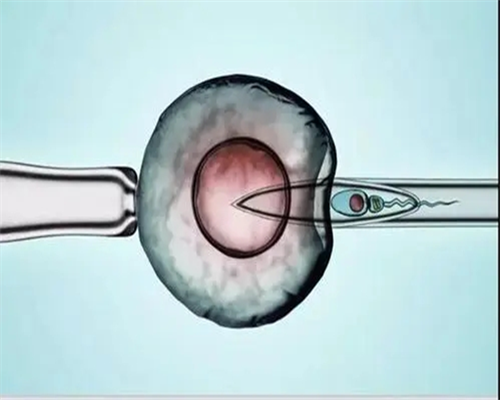 武汉找一个代孕网,武汉供卵试管助孕,武汉试管供卵公司