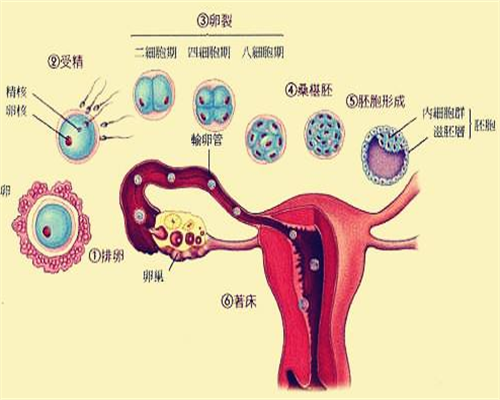四川助孕产子公司包成功|温州供卵试管婴儿排名,附温州热门试管推荐!
