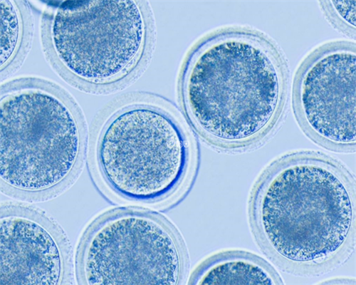 武汉代生哪里优惠,武汉正规供卵试管医院,武汉正规供卵机构